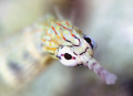   Sand pipefish  